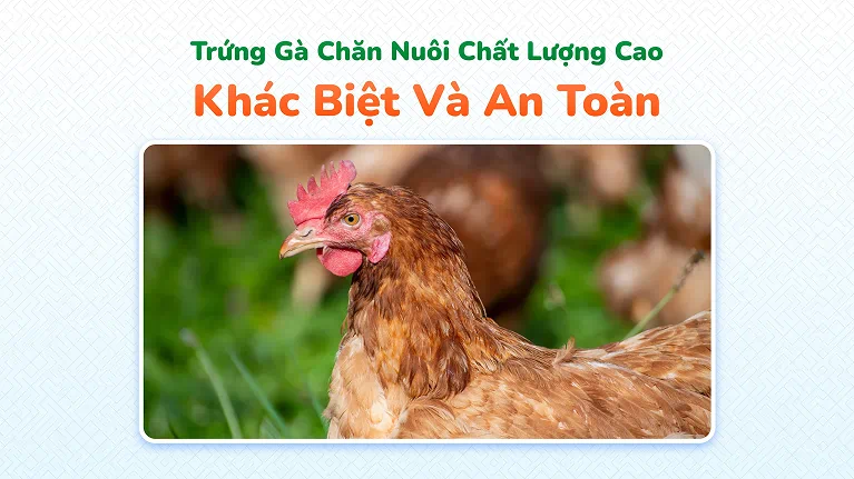 High-Quality, Unique, and Safe Poultry Farming