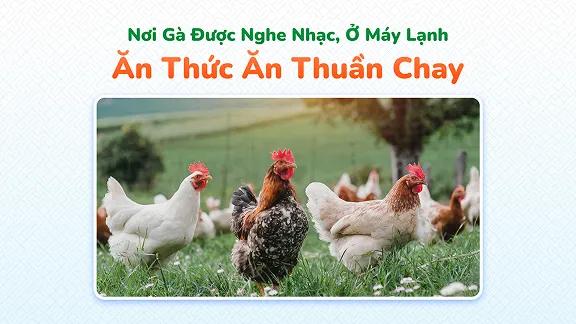 Where Chickens Listen to Music, Enjoy AC, and Eat Vegan